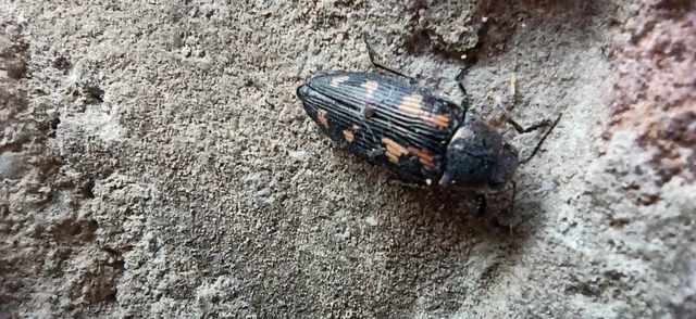 Buprestis novemmaculata - kilencfoltos díszbogár