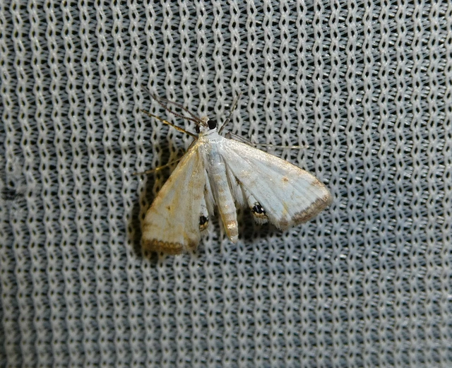 Cataclysta lemnata - békalencsemoly