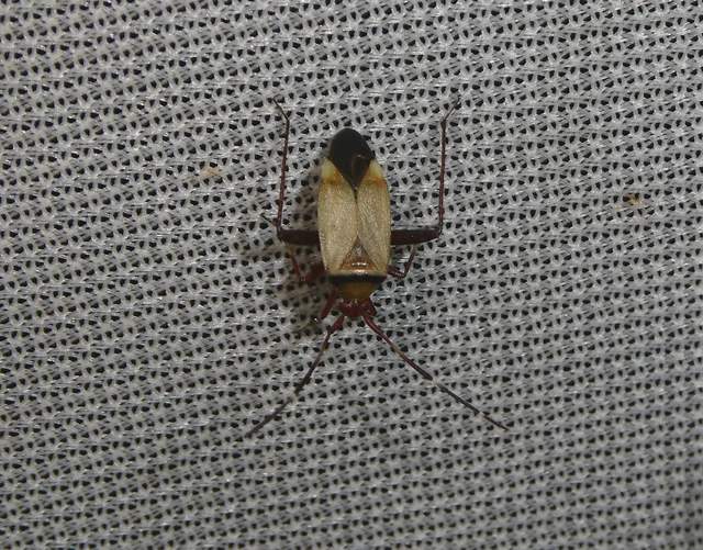 Adelphocoris vandalicus - feketevállú mezeipoloska