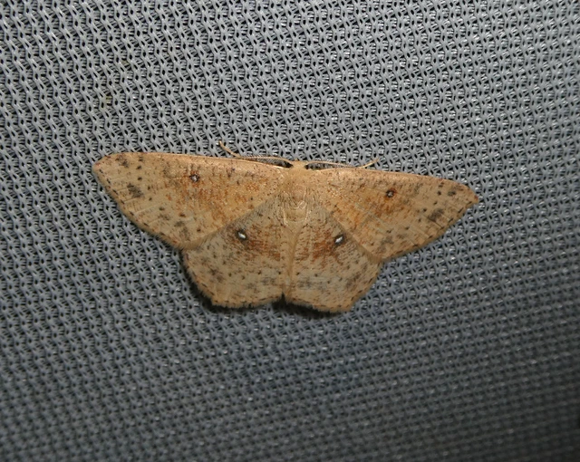 Cyclophora porata - körös pettyesaraszoló