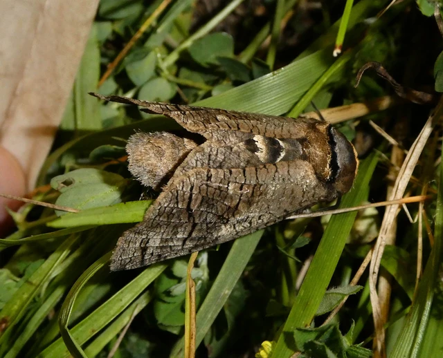 Cossus cossus - fűzfarontólepke