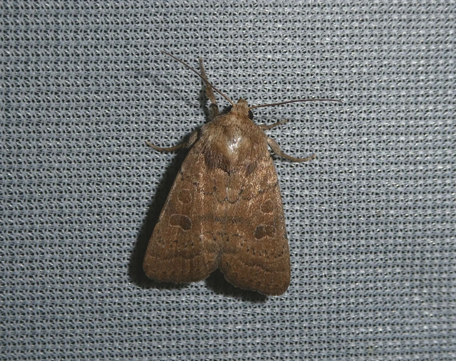 Hoplodrina octogenaria - barna selymesbagoly