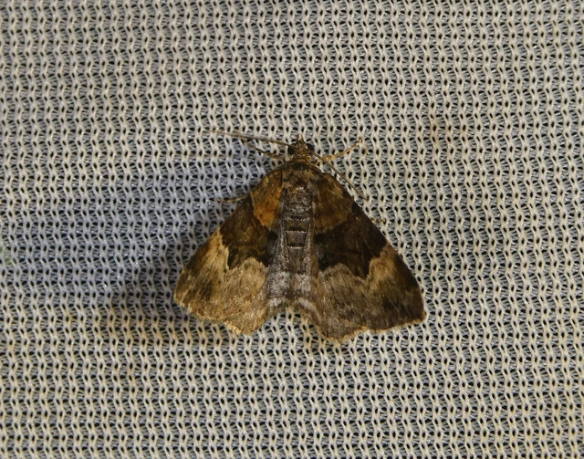 Xanthorhoe biriviata - kétsávos tarkaaraszoló