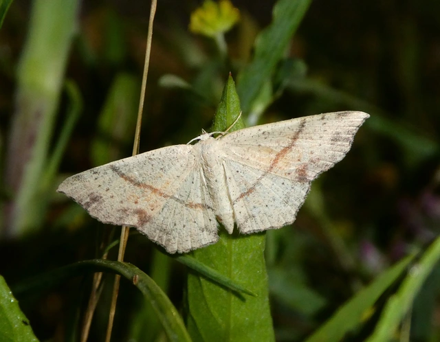 Cyclophora punctaria - sávos pettyesaraszoló