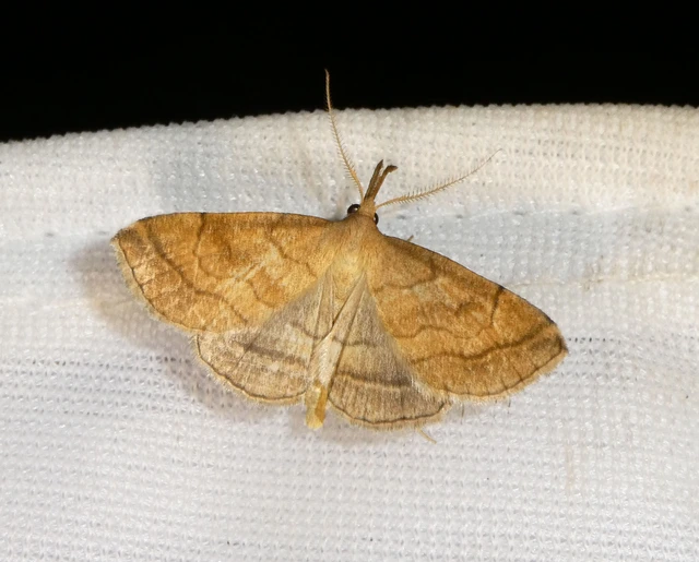 Polypogon gryphalis - láperdei karcsúbagoly