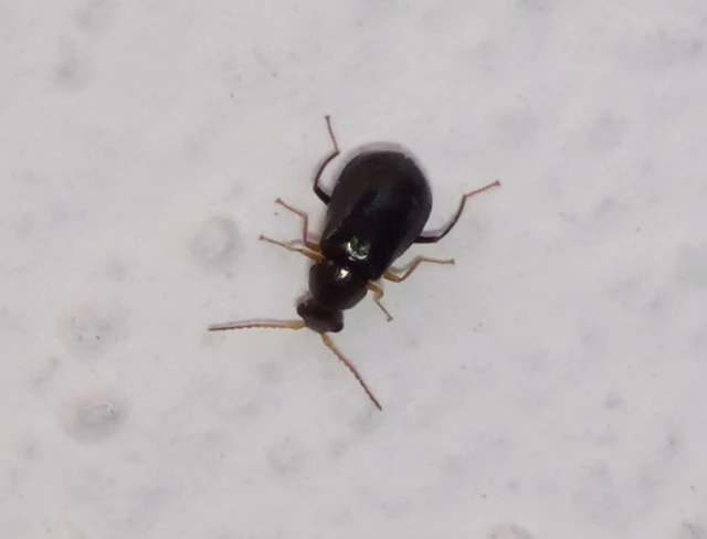 Ebaeus flavicornis - sárgacsápú bibircsesbogár
