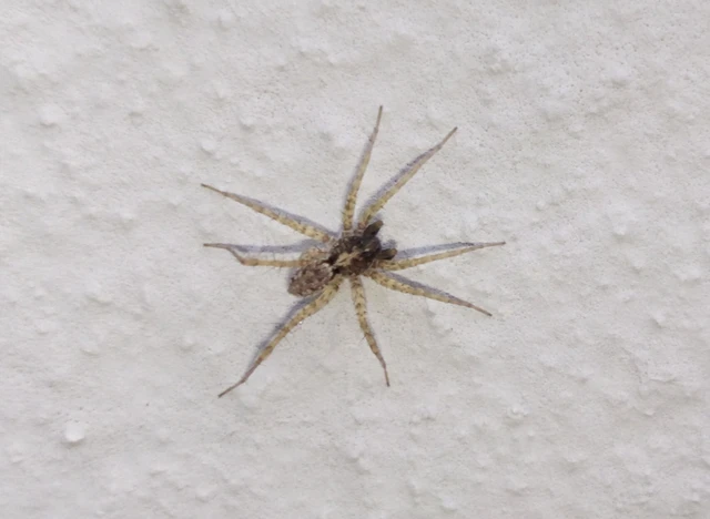 Pardosa