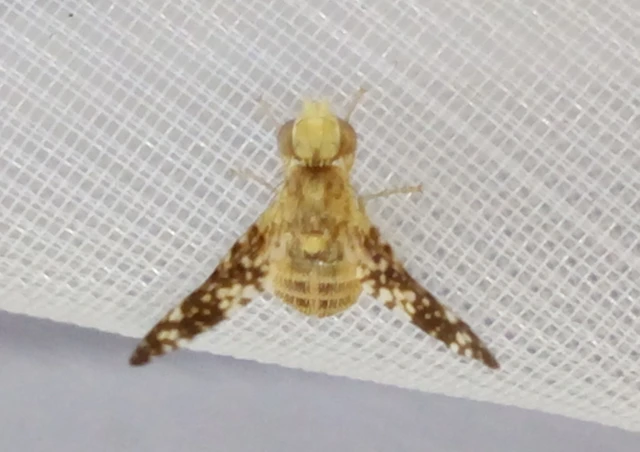 Tephritidae - fúrólégyfélék