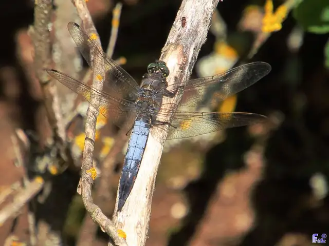 Orthetrum cancellatum - feketefarkú pásztorszitakötő