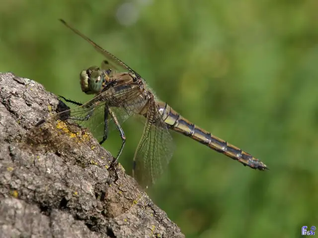 Orthetrum cancellatum - feketefarkú pásztorszitakötő