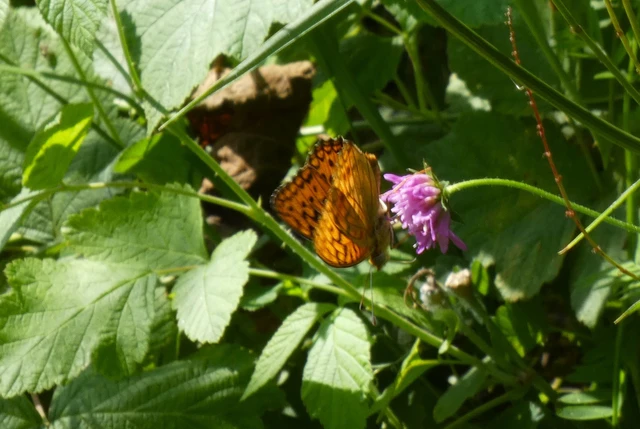 Argynnis adippe - ezüstös gyöngyházlepke