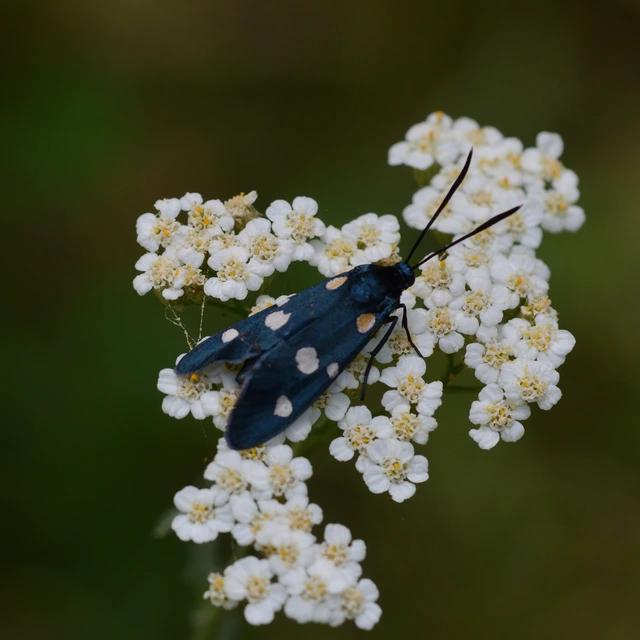 Zygaena ephialtes - változékony csüngőlepke