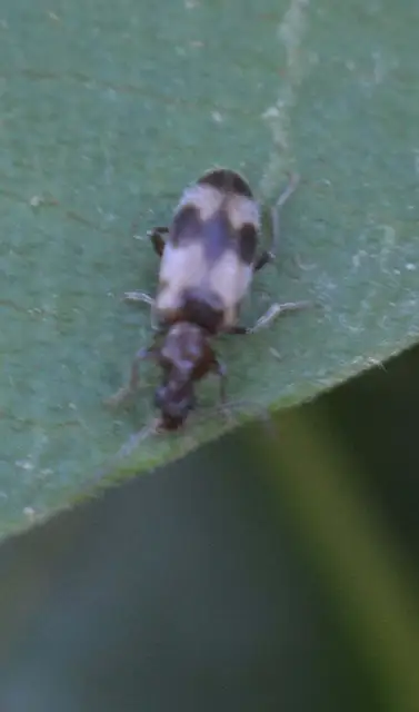 Notoxus trifasciatus - szalagos nyakszarvúbogár