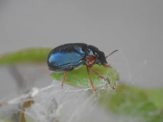 Smaragdina