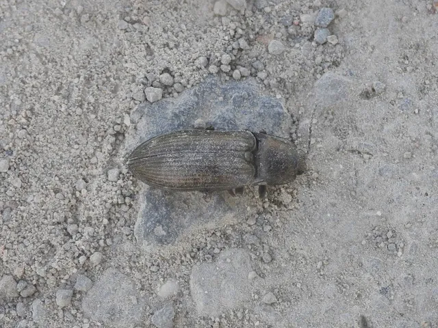Selatosomus latus - széles pattanó