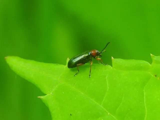 Oulema melanopus/duftschmidi