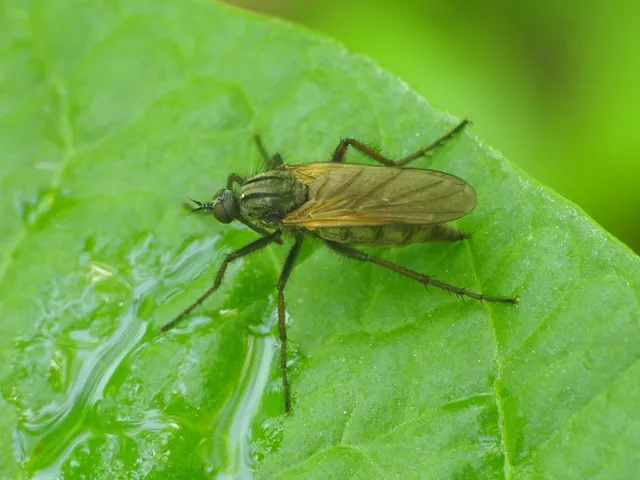 Empididae - táncoslegyek Empididae - táncoslegyek