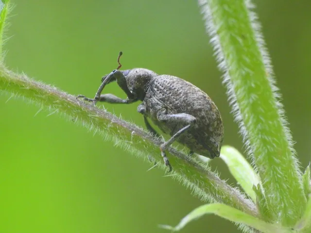Liophloeus tessulatus - kockás barabolyormányos