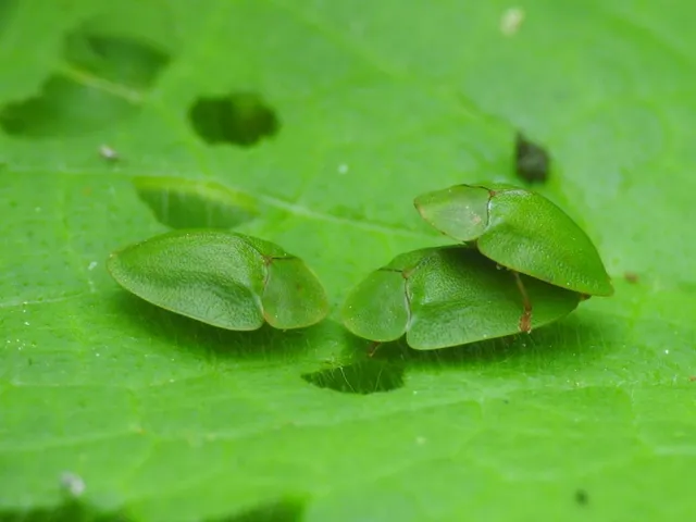 Cassida viridis - zöld pajzsbogár Cassida viridis - zöld pajzsbogár