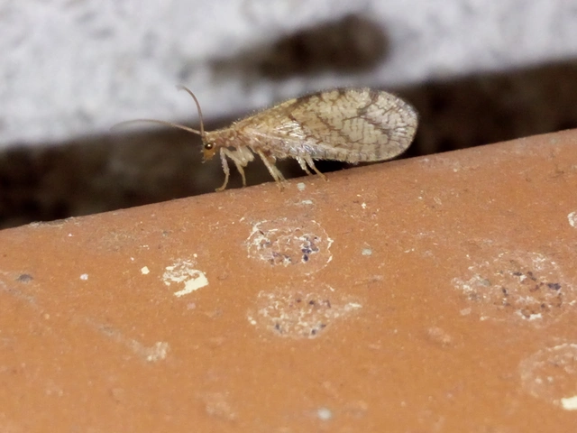 Hemerobiidae - barnafátyolkák