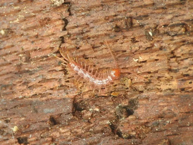 Chilopoda - Százlábúak