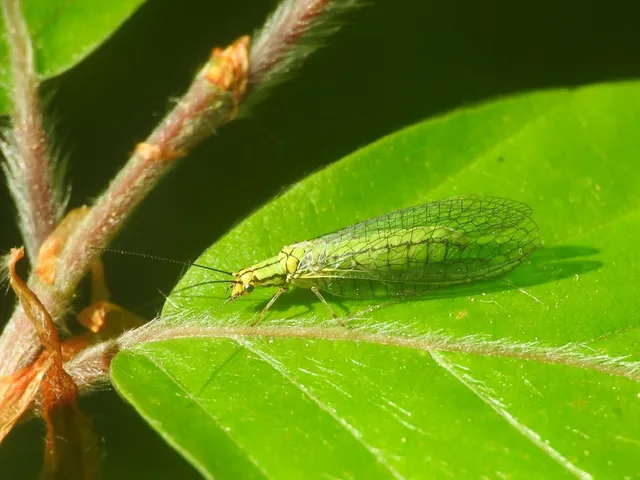 Hypochrysa elegans - csinos fátyolka