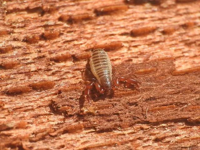 Pseudoscorpionida - Álskorpiók