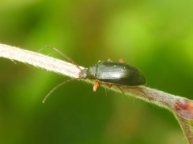 Gonodera luperus - gyászos alkonybogár