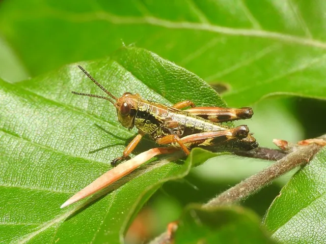 Miramella alpina - alpesi sáska