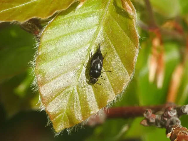 Mordellidae - marókafélék