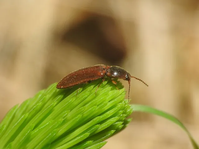 Athous subfuscus - pej pattanó