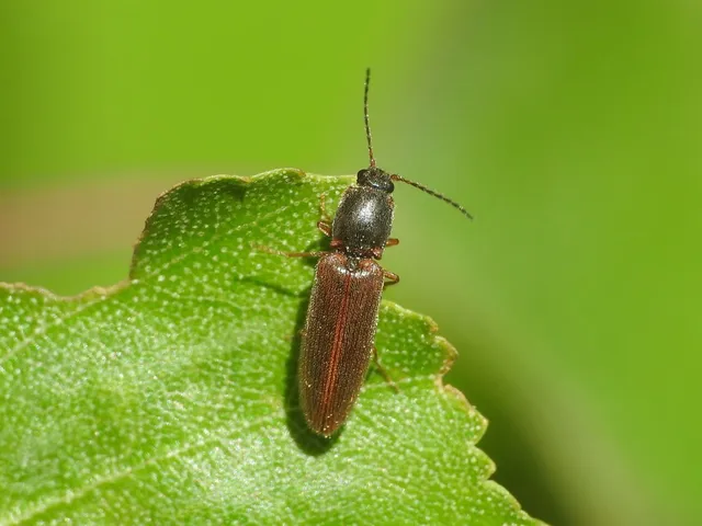 Athous subfuscus - pej pattanó