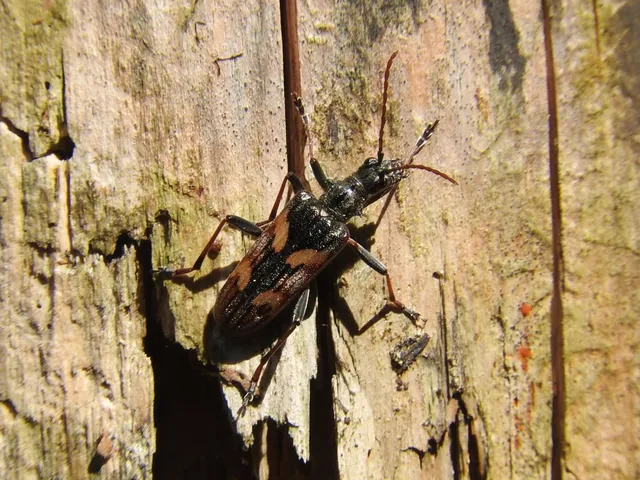 Rhagium bifasciatum - kétcsíkos tövisescincér
