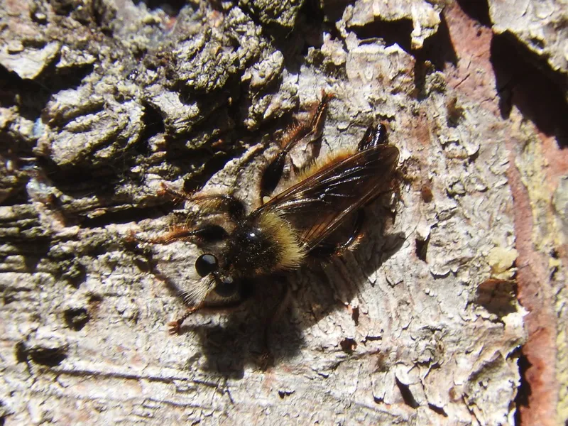 Laphria flava