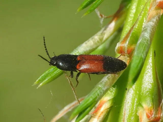 Ampedus balteatus - feketeöves pattanó