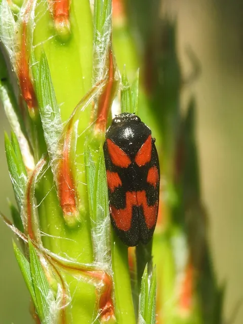 Cercopis vulnerata