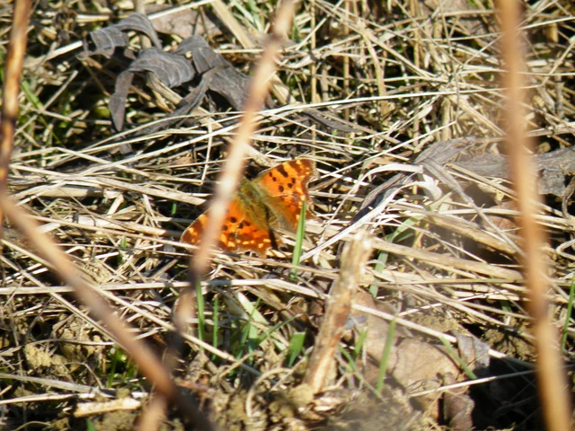 Nymphalis c-album - C-betűs lepke