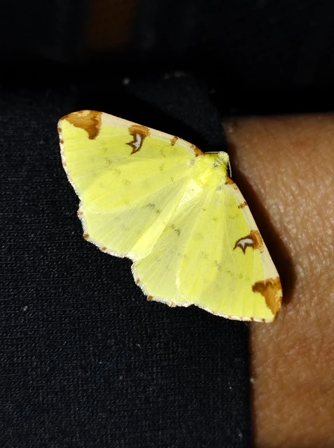 Opisthograptis luteolata - citromsárga araszoló