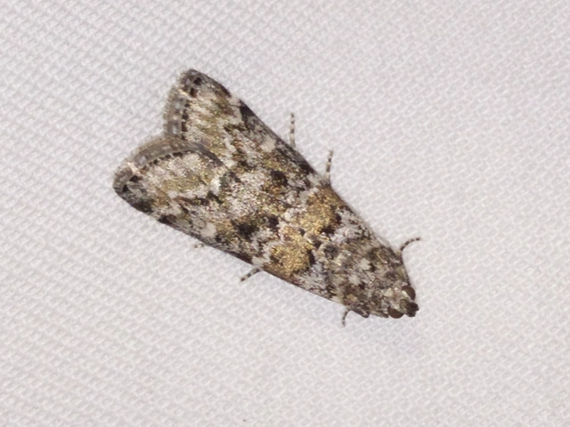 Dioryctria