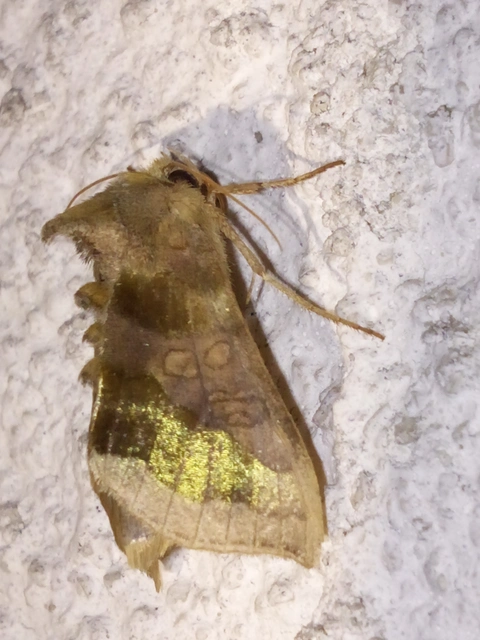 Diachrysia chrysitis - aranybagoly