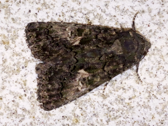 Anophia leucomelas - déli folyófűbagoly