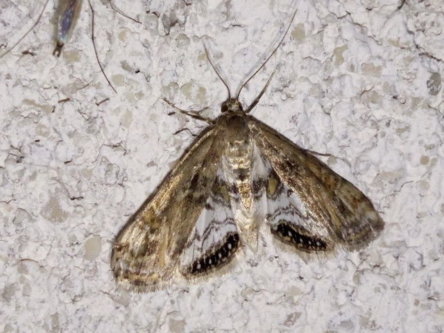 Cataclysta lemnata - békalencsemoly