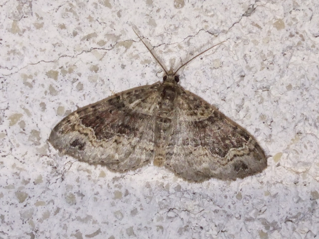 Xanthorhoe ferrugata - kerti tarkaaraszoló