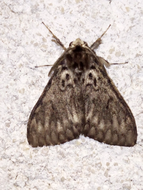 Lymantria monacha - apácalepke