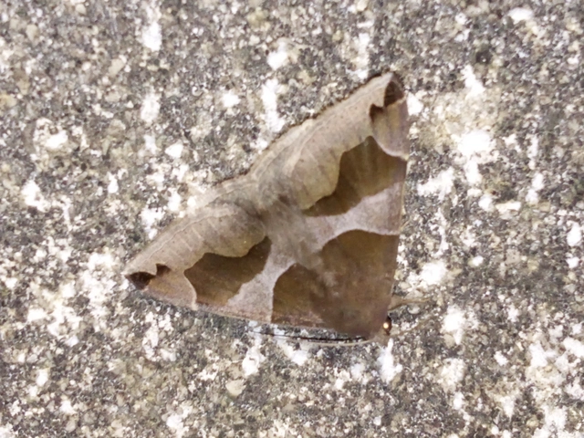 Dysgonia algira - déli porcelánbagoly