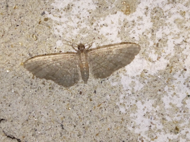Eupithecia haworthiata - rozsdástestű törpearaszoló