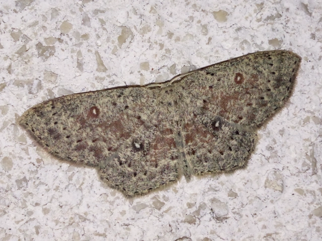 Cyclophora pendularia - fűzfa-pettyesaraszoló