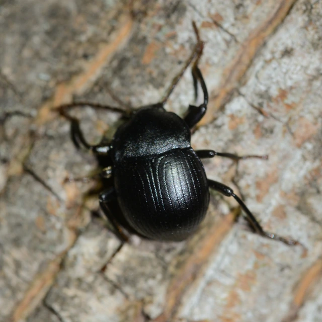 Accanthopus velikensis
