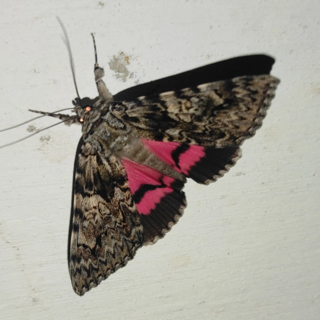 Catocala promissa - kis tölgyfa-övesbagoly