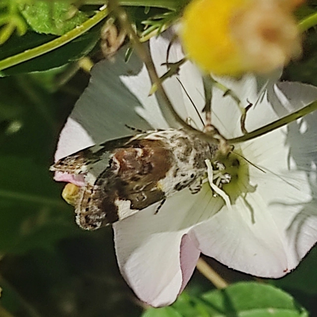 Acontia lucida - fehér nappalibagoly